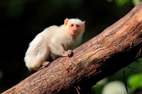 Silvery Marmoset, (Mico argentatus, Syn.: Callithrix argentata), Silvery Marmoset, adult, tree,