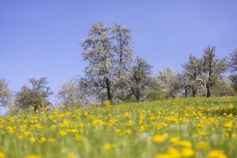 Flowering fruit trees in the orchards of the Swabian Alb, flowering apple tree, Weilheim an der