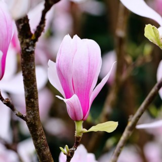 Chinese magnolia (Magnolia x soulangeana), flowers, North Rhine-Westphalia, Germany, Europe