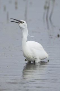 Little egret (Egretta garzetta) adult bird swallowing a fish in a lake, England, United Kingdom,