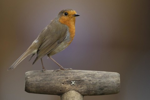 European robin (Erithacus rubecula) adult bird on a garden fork handle, England, United Kingdom,