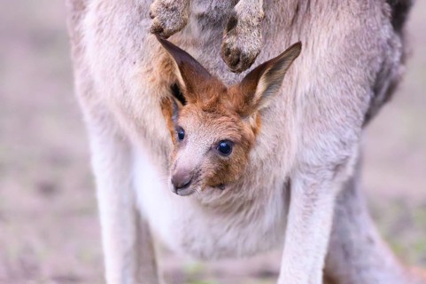 Eastern grey kangaroo (Macropus giganteus) carring a smalll baby in his pouches, captive, to be