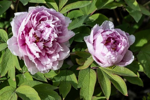 Tree peony (Paeonia suffruticosa), Weimar, Thuringia, Germany, Europe