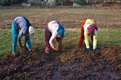 Three women are making cow dungs out of a large pile of cow manure. These cow dungs are intended