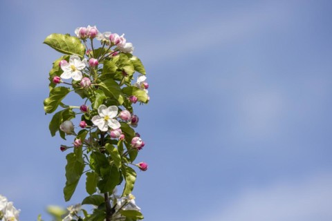 Apple blossom, blossoming apple tree on Lake Constance, close-up, Hagnau, Baden-Wuerttemberg,