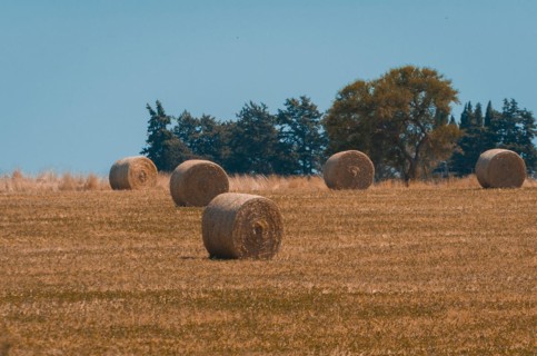 Beautiful panoramic view of hay bales in a uruguay farm field. Clear sky