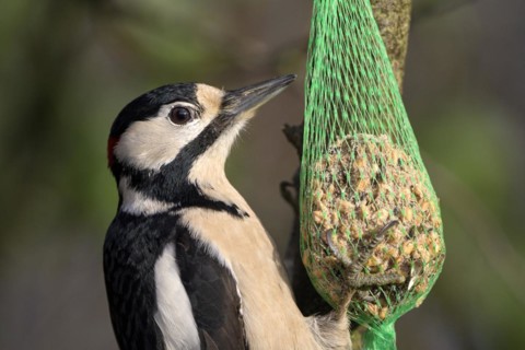 Great spotted woodpecker (Dendrocopos major), adult male, feeding on a tit bale, portrait,