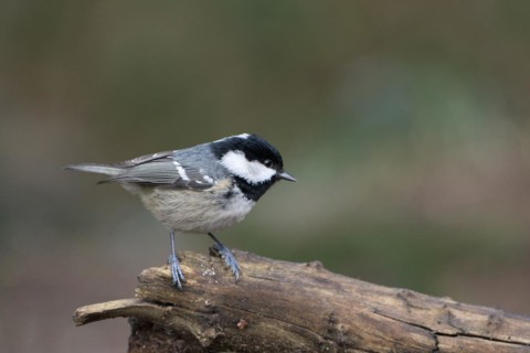 Coal tit (Parus ater), adult bird, Dingdener Heide nature reserve, North Rhine-Westphalia, Germany,