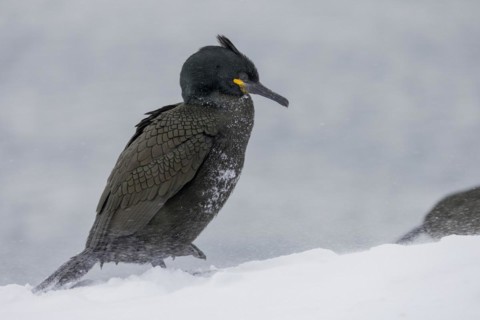 Common shag (Phalacrocorax aristotelis), plumage, winter, snow drift, Hornoya, Hornoya,
