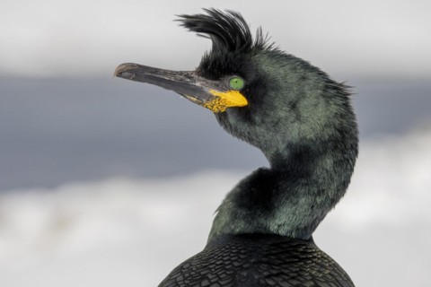 Common shag (Phalacrocorax aristotelis), portrait, feather crest, winter, in the snow, Hornoya,