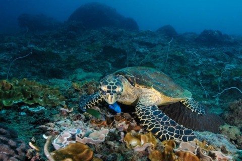 Hawksbill sea turtle (Eretmochelys imbricata) searches for food in coral reef eats coral leather