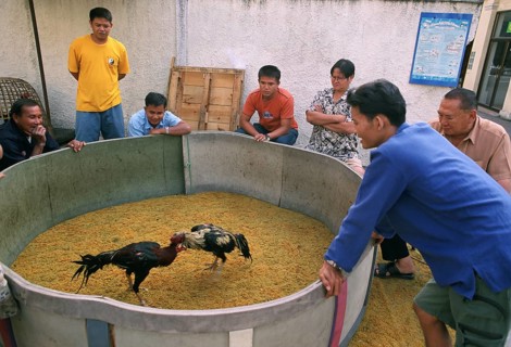 Cock fighting, men, Thailand, Asia