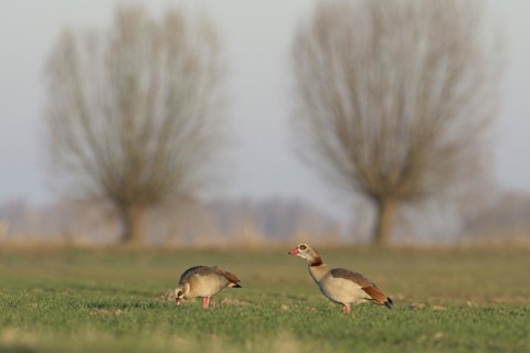 Egyptian goose (Alopochen aegyptiaca), pair, with pollarded trees in the background, Bislicher