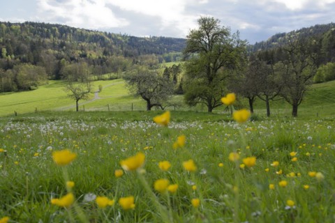 Spring in the Rottal near Wielandsweiler, Mainhardter Wald, Schwaebisch-Fraenkischer Wald Nature