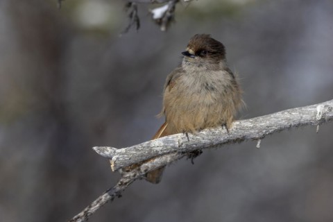 Siberian jay (Perisoreus infaustus), in the snow, Kaamanen, Finland, Europe