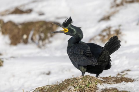 Common shag (Phalacrocorax aristotelis), mating, feather crest, winter, in the snow, Hornoya,