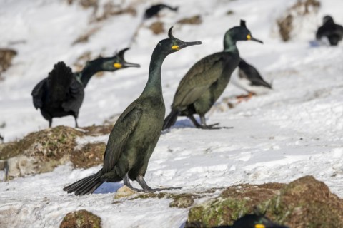 Common shag (Phalacrocorax aristotelis), 3 Birds, plumage, winter, snow drift, Hornoya, Hornoya,