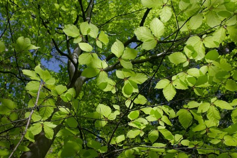 Beech in spring dress, Swabian-Franconian Forest nature park Park, photosynthesis, spring, April,