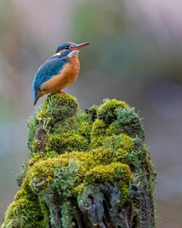 Common kingfisher (Alcedo atthis) Indicator of clean watercourses, pair formation, female animal,