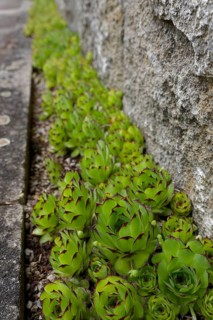 Sempervivum (Sempervivum) on house wall, succulent, Crassulaceae, rock garden, garden, garden