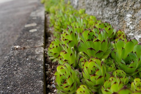 Sempervivum (Sempervivum) on house wall, succulent, Crassulaceae, rock garden, garden, garden