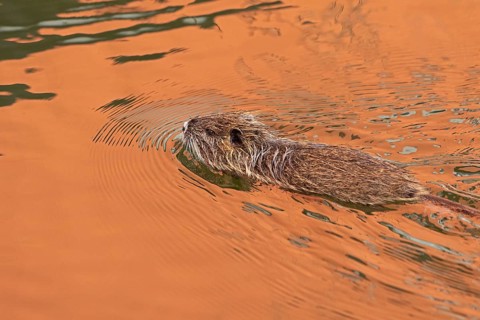 Nutria (Myocastor coypus) young animal swimming, Wilhelmsburg, Hamburg, Germany, Europe