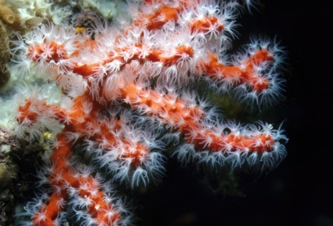 Close-up of outstretched white coral polyps of red coral (Corallium rubrum) precious coral,