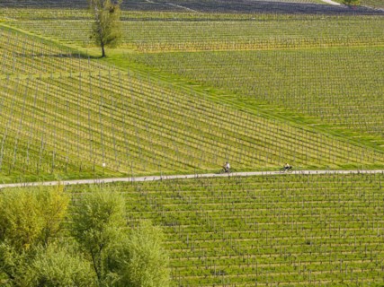 Blossoming landscape in spring, orchards and vineyards, aerial view, cycle tour along cycle paths