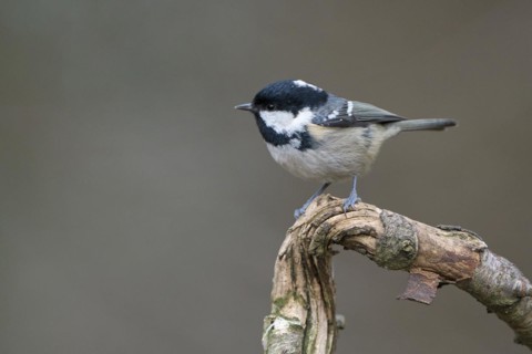 Coal tit (Parus ater), adult bird, Dingdener Heide nature reserve, North Rhine-Westphalia, Germany,