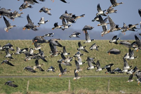 Greater white-fronted goose (Anser albifrons) and barnacle goose (Branta leucopsis), flock of geese