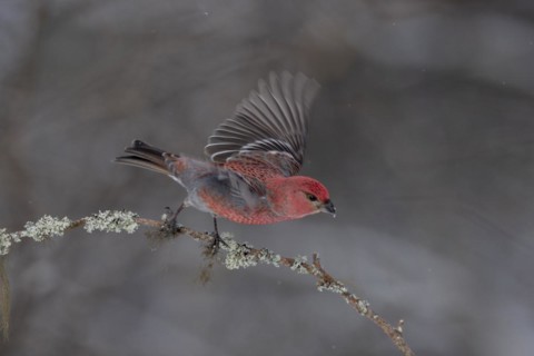 Pine grosbeak (Pinicola enucleator), in the snow, Kaamanen, Finland, Europe