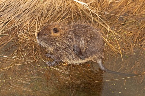 Nutria (Myocastor coypus) young animal, scratching itself, Wilhelmsburg, Hamburg, Germany, Europe