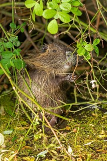 Nutria (Myocastor coypus) young animal standing on hind legs and eating leaf, Wilhelmsburg,