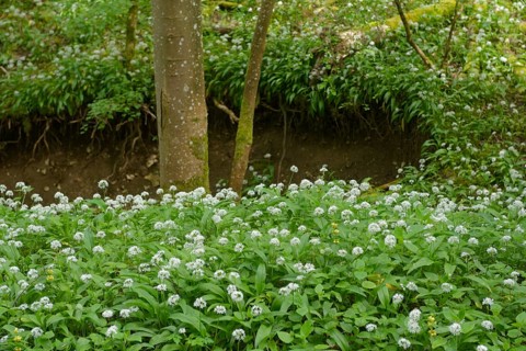 Ramson in bloom in the Kupfertal, Neufels, Neuenstein-Neufels, hiking, recreation, nature, copper,