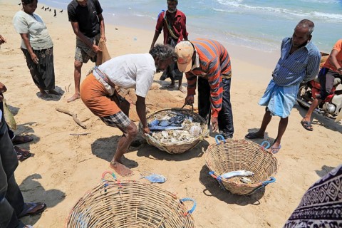 Traditional fishing hauling nets Nilavelli beach, near Trincomalee, Eastern province, Sri Lanka,