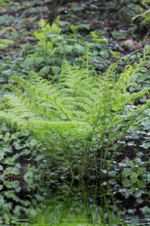 Lady fern (Athyrium filix-femina), North Rhine-Westphalia, Germany, Europe