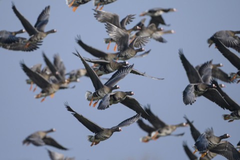 Greater white-fronted goose (Anser albifrons), flock of geese taking off, Bislicher Insel, Xanten,