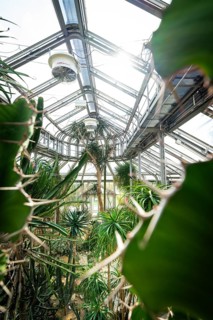 Light-flooded greenhouse with tropical plants and structural steel framework, Botanical Garden,