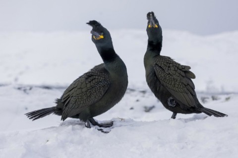 Common shag (Phalacrocorax aristotelis), pair, plumage, winter, in the snow, Hornoya, Hornoya,