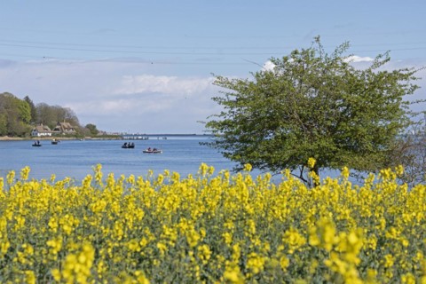 Thatched roof houses, herring fishing, boats, rape field, Rabelsund, Rabel, Schlei,