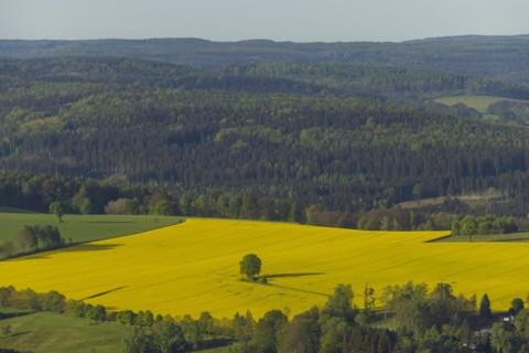 The Lilienstein is the most striking and best-known rock in the Elbe Sandstone Mountains. Rape