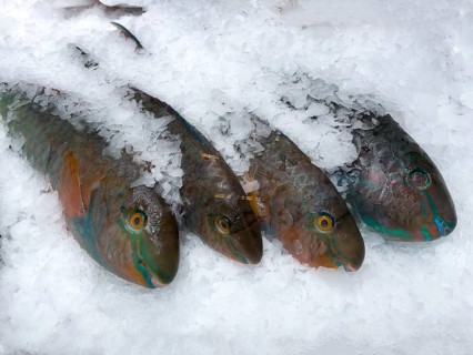Display of fish caught whole fish blueband parrotfish (Scarus ghobban) on ice in refrigerated
