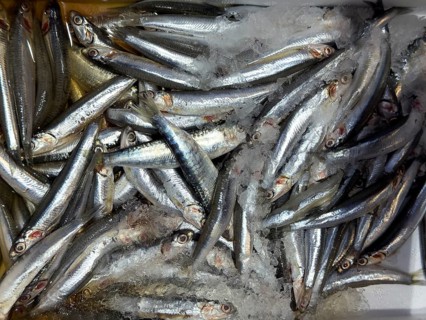 Display of fish caught whole fish whole fish fresh fish European anchovy (Engraulis encrasicolus)