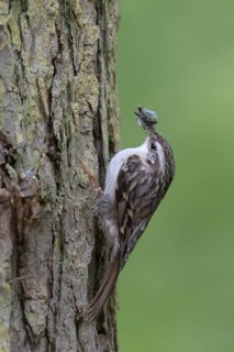 Short-toed treecreeper (Certhia brachydactyla), Wittlich, Rhineland-Palatinate, Germany, Europe