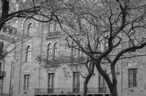 Center of Beirut, capital of Lebanon, tree and classical architecture and characteristic of the