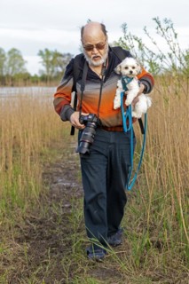 Elderly man carrying Bolonka Zwetna dog over mud, Elbe, Elbtalaue near Bleckede, Lower Saxony,