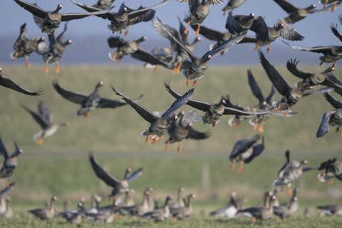 Greater white-fronted goose (Anser albifrons), flock of geese taking off, Bislicher Insel, Xanten,