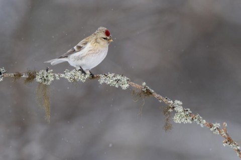 Northern arctic redpoll (Acanthis hornemanni), in the snow, Kaamanen, Finland, Europe