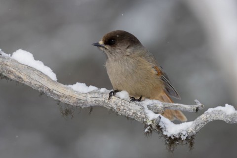 Siberian jay (Perisoreus infaustus), in the snow, Kaamanen, Finland, Europe