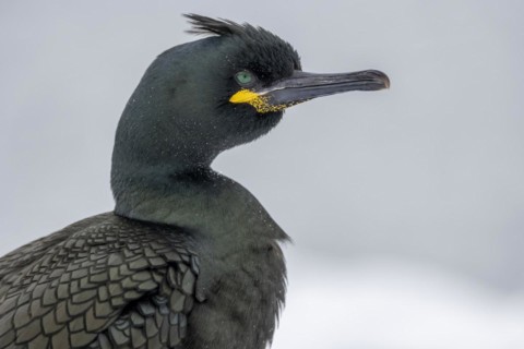 Common shag (Phalacrocorax aristotelis), portrait, feather crest, winter, in the snow, Hornoya,